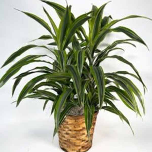 Dracaena Lemon Lime Plant
