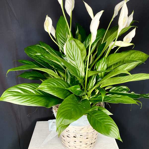 White peace lilies in a woven basket planter