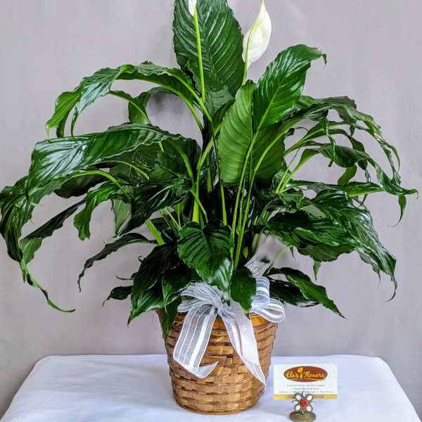 Tall peace lily plant with white blooms in a woven basket with a ribbon bow
