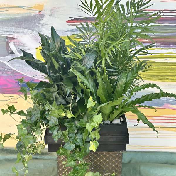 Lush green potted plant arrangement with trailing ivy in a black container