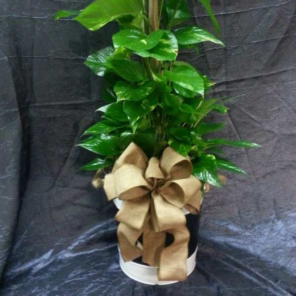 Potted green vine plant with a large tan ribbon bow