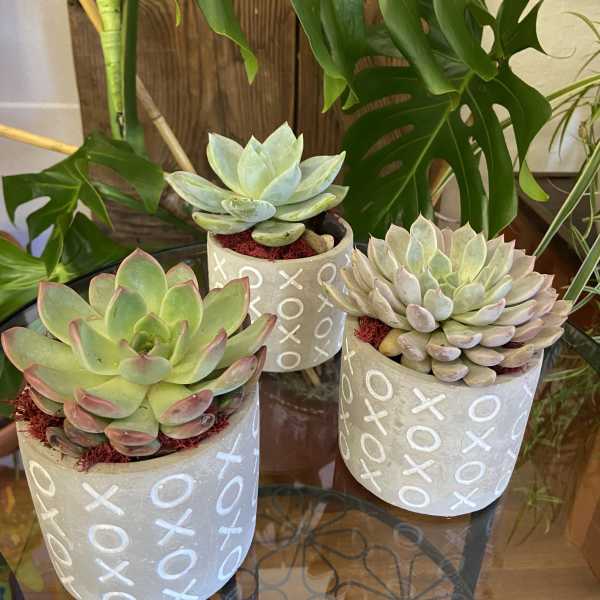 Three potted succulents in cream XOXO pots on a glass table
