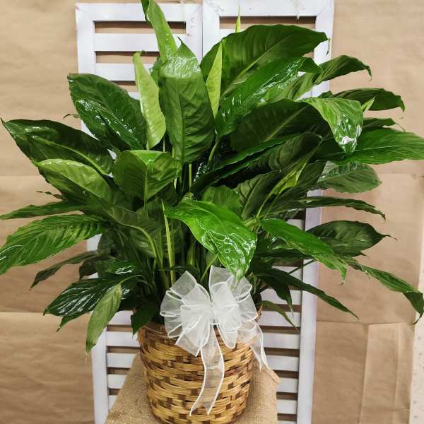 Potted green houseplant in a woven basket with a white ribbon bow