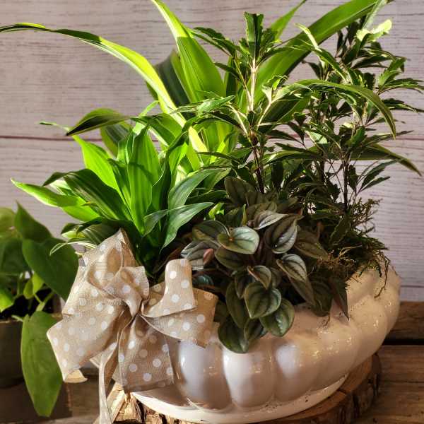 Mixed green houseplants in a white pumpkin-shaped planter with a polka-dot bow
