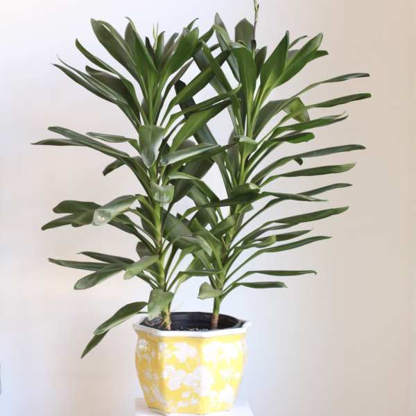 Potted green houseplant with long glossy leaves in a yellow-and-white planter