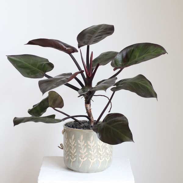 Potted plant with dark green and burgundy leaves in a decorative ceramic pot
