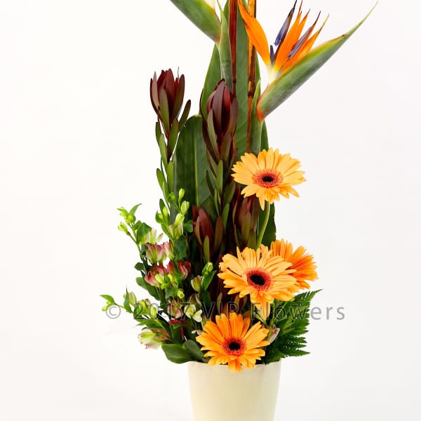 Tall tropical bouquet with orange bird of paradise and gerbera daisies in a white vase