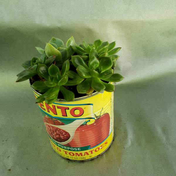 Small succulent plant in a repurposed tomato can