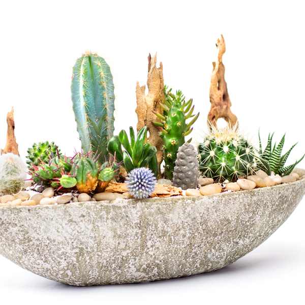 Assorted cacti and succulents in a shallow stone planter