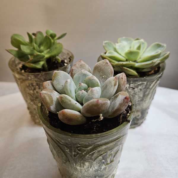 Three small succulent plants in textured glass pots