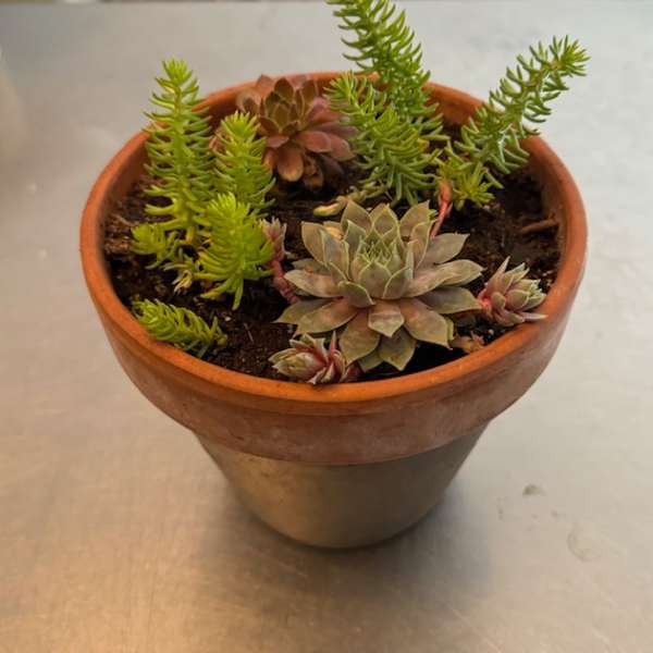 Potted succulent arrangement in a terracotta planter