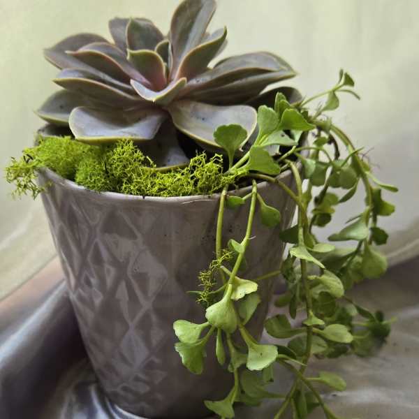 Succulent arrangement in a patterned pot with trailing greenery
