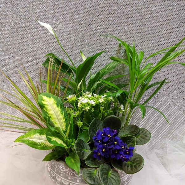 Potted arrangement with purple African violets and mixed green plants in a decorative bowl