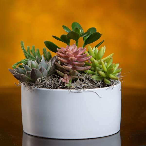 Succulent arrangement in a white oval planter