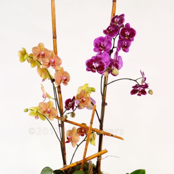 Orchid arrangement in a wicker basket with ribbon and bamboo stakes