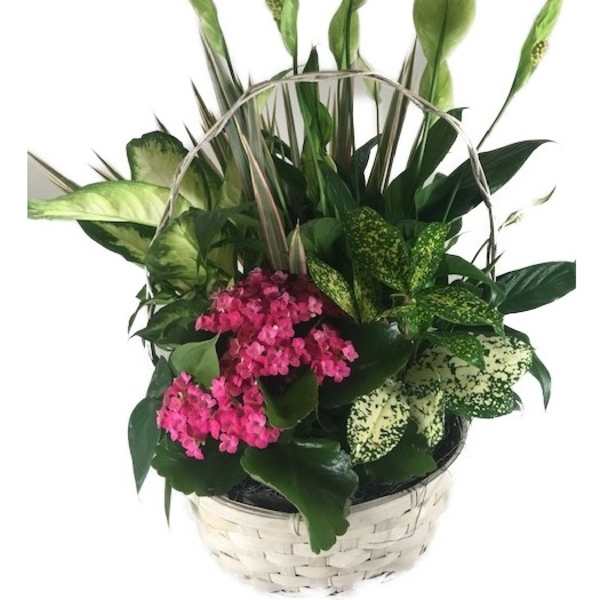 Basket of mixed green plants with tall peace lily foliage and a bright pink flowering plant