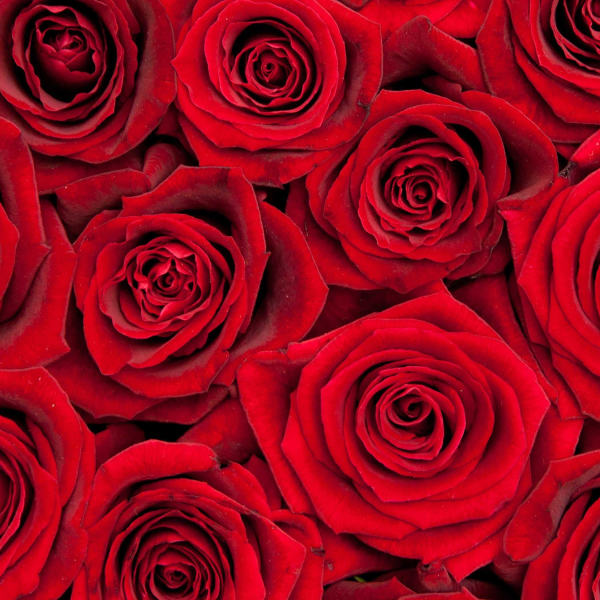 Close-up of tightly packed red roses