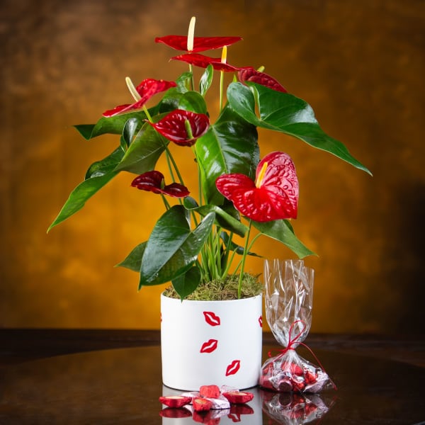Potted anthurium plant with red blooms and a small bag of chocolates