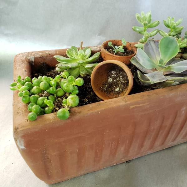 Rectangular terracotta planter with assorted succulents and small empty pots