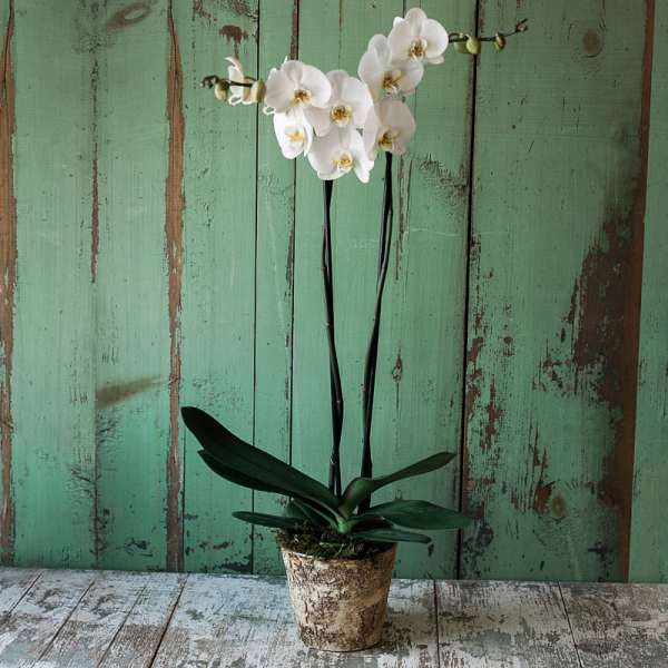 White orchid plant in a rustic pot against a weathered green wall