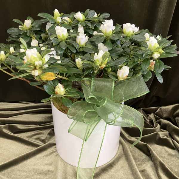 Potted plant with white blooms in a white container accented by a large green ribbon bow