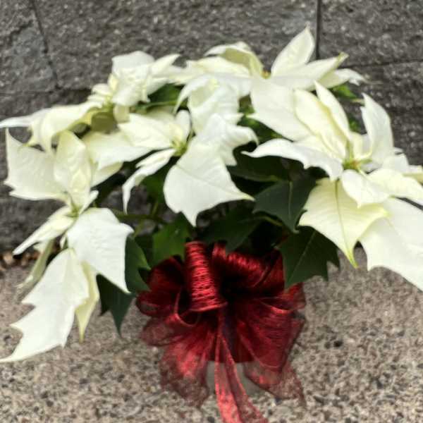 White poinsettia plant with a red ribbon bow