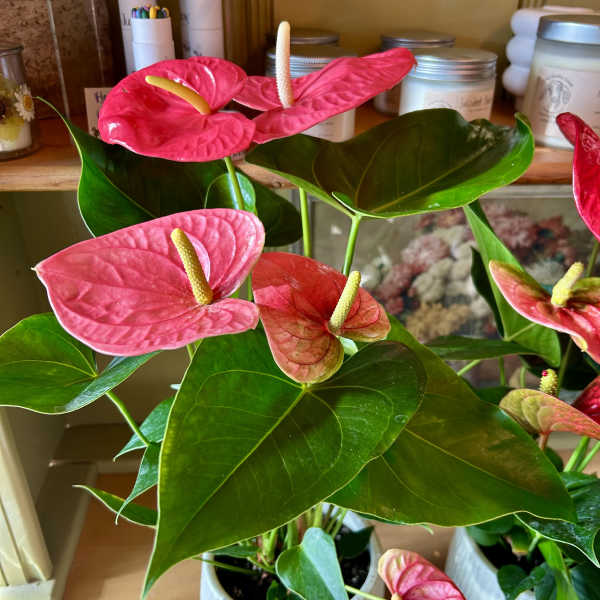 Pink anthurium plants in white ribbed pots
