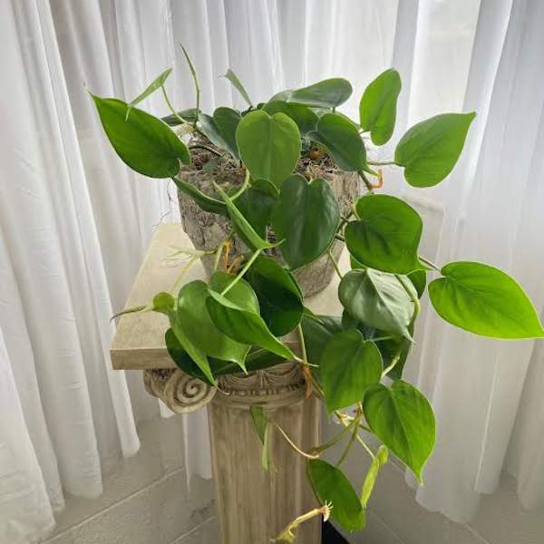 Potted trailing green houseplant in a textured planter on a pedestal