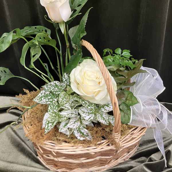 White roses in a wicker basket with assorted green foliage