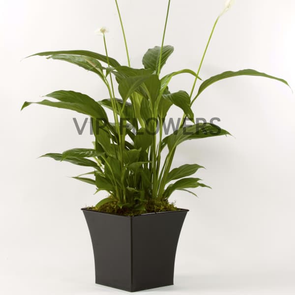 Potted peace lily plant with white blooms in a black square planter