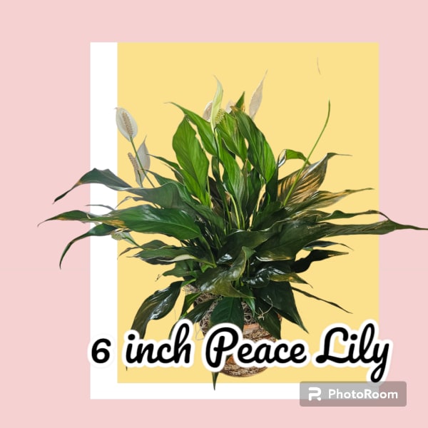 Potted peace lily plant with white blooms in a woven basket