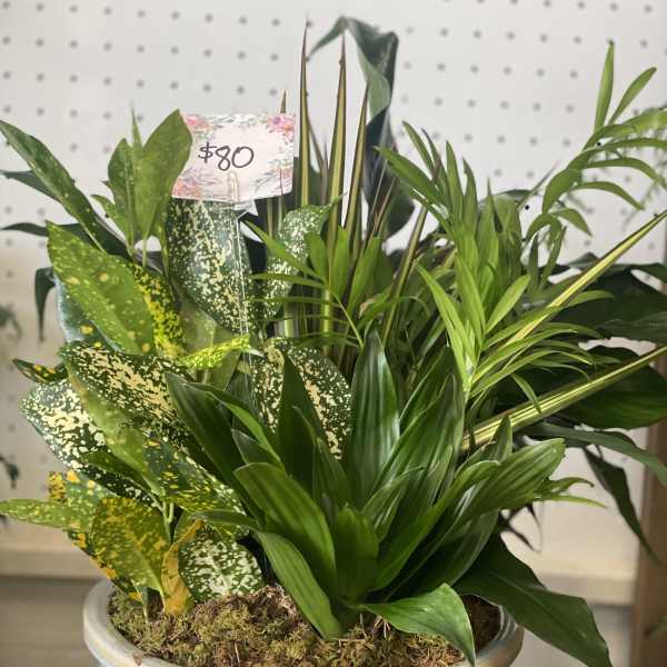 Mixed green potted plant arrangement in a decorative ceramic bowl