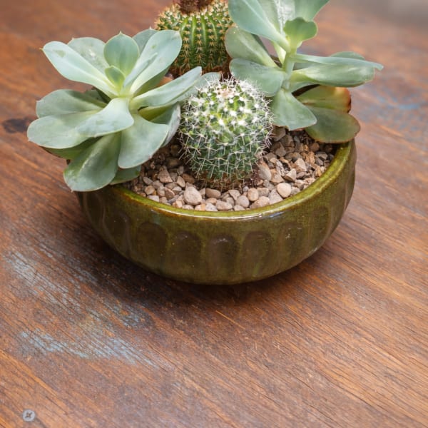 Succulent Dish Garden