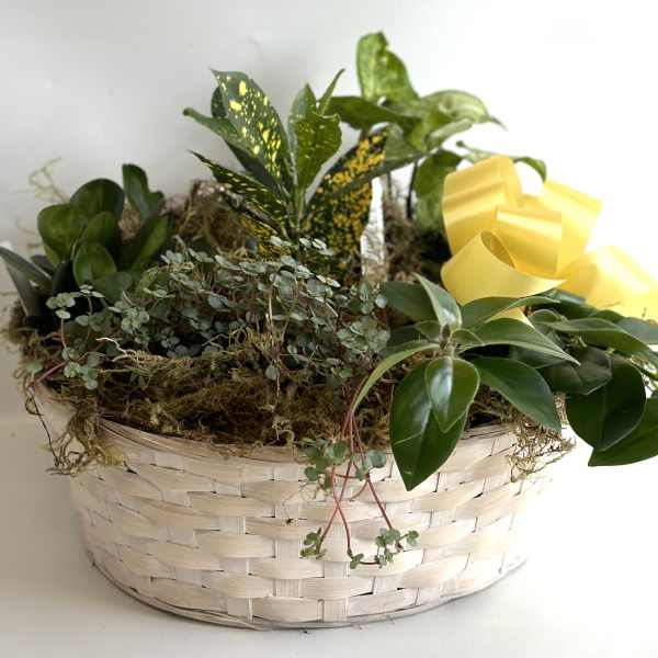 Mixed potted plants in a woven basket with a yellow ribbon
