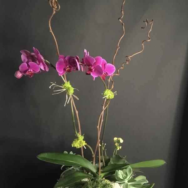 Pink orchids in a low planter with succulents and curly branches