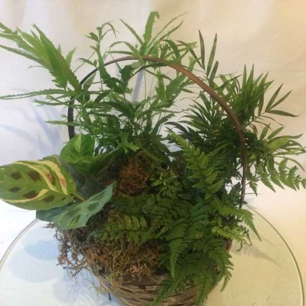 Basket garden of assorted green houseplants and ferns with a handle.