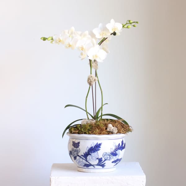 White phalaenopsis orchid plant in a blue and white ceramic pot with a moss-covered base