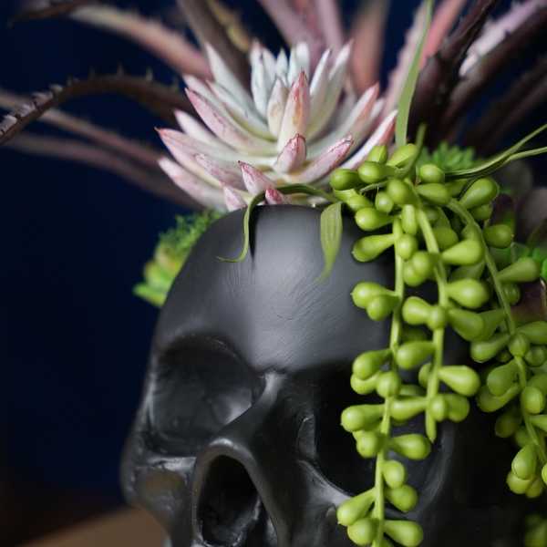 Black skull planter with a succulent arrangement