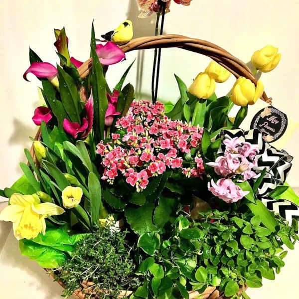 Wicker basket of mixed spring plants with yellow tulips, daffodils, orchids, and pink blooms plus a small bird decoration