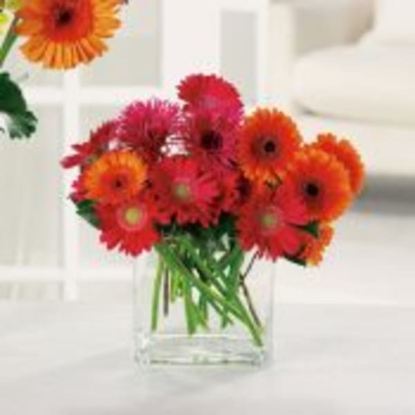 Bright orange and red gerbera daisies arranged in a clear square glass vase on a light surface