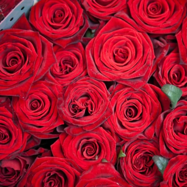 Close-up bouquet of red roses wrapped in decorative paper