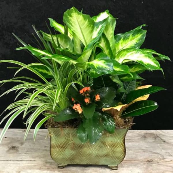 Mixed green houseplants in a decorative planter with small orange flowers