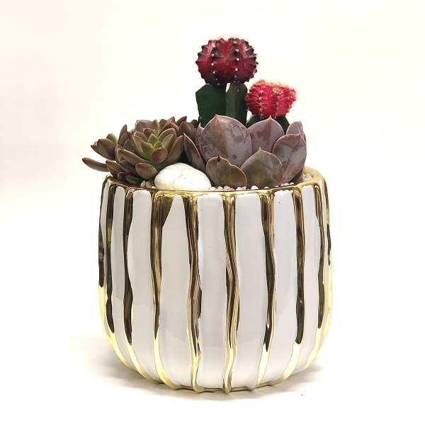 Succulent arrangement in a white and gold striped pot with two small cactus tops