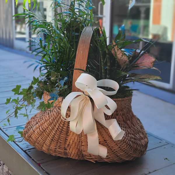 Wicker basket planter with assorted green houseplants and a cream ribbon bow