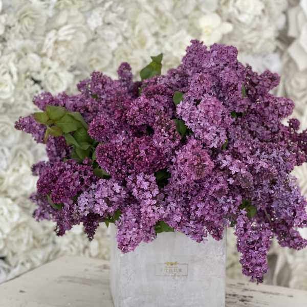 Purple lavender or lilac for lovers