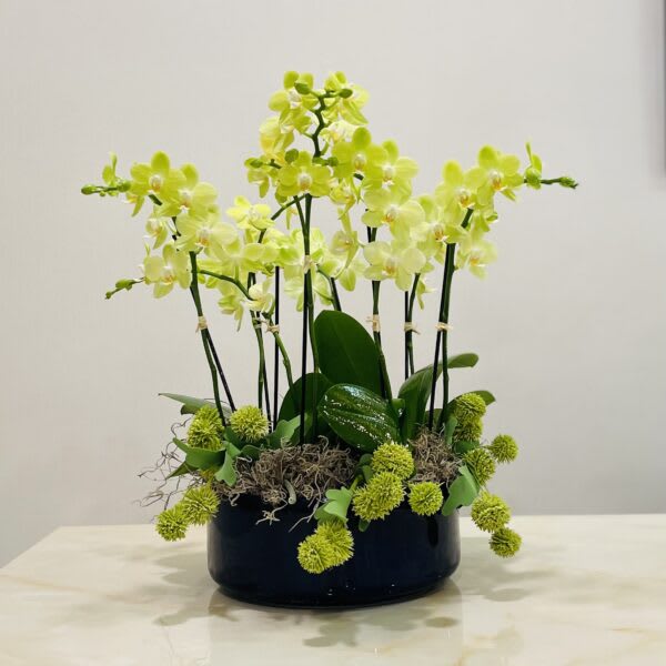 Yellow orchid arrangement in a black container with moss accents