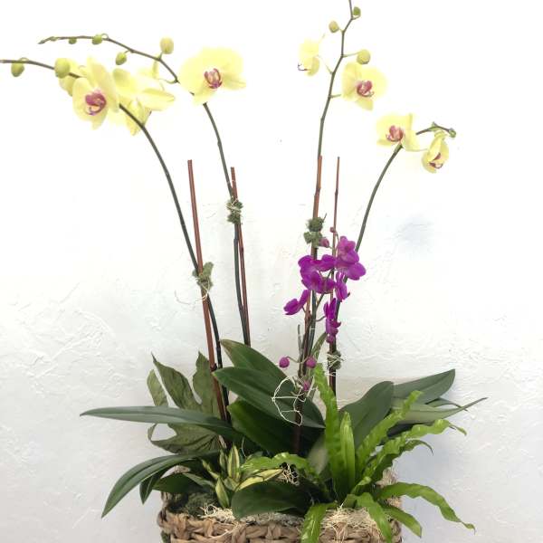 Orchid Party
