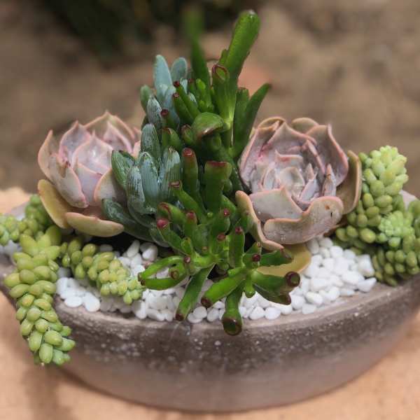 Succulent arrangement in a shallow bowl with white pebbles
