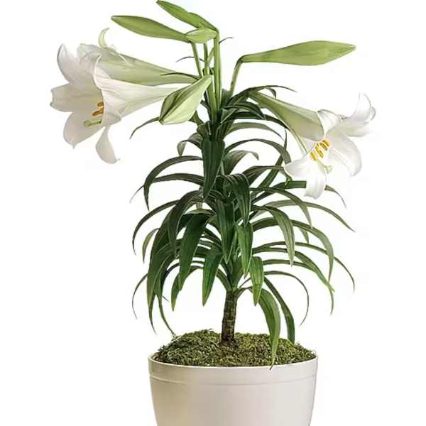 Easter Lily Plant