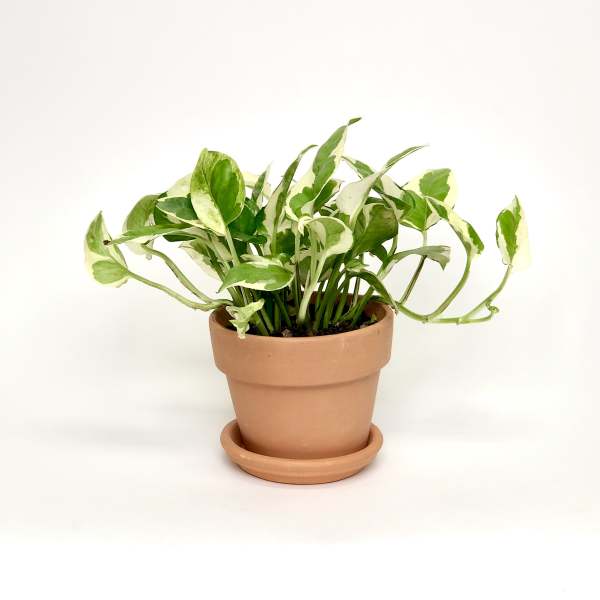 Variegated green houseplant in a terracotta pot with saucer